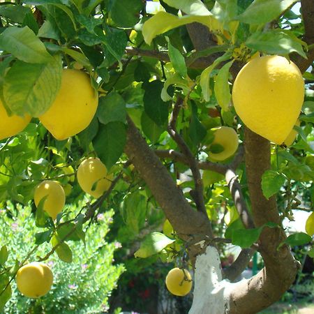 Cirali Armira Bungalow Ngoại thất bức ảnh